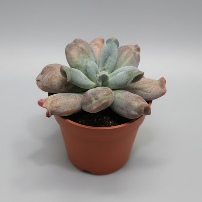 Suculenta Echeveria Culibra Lingua fácil de cuidar