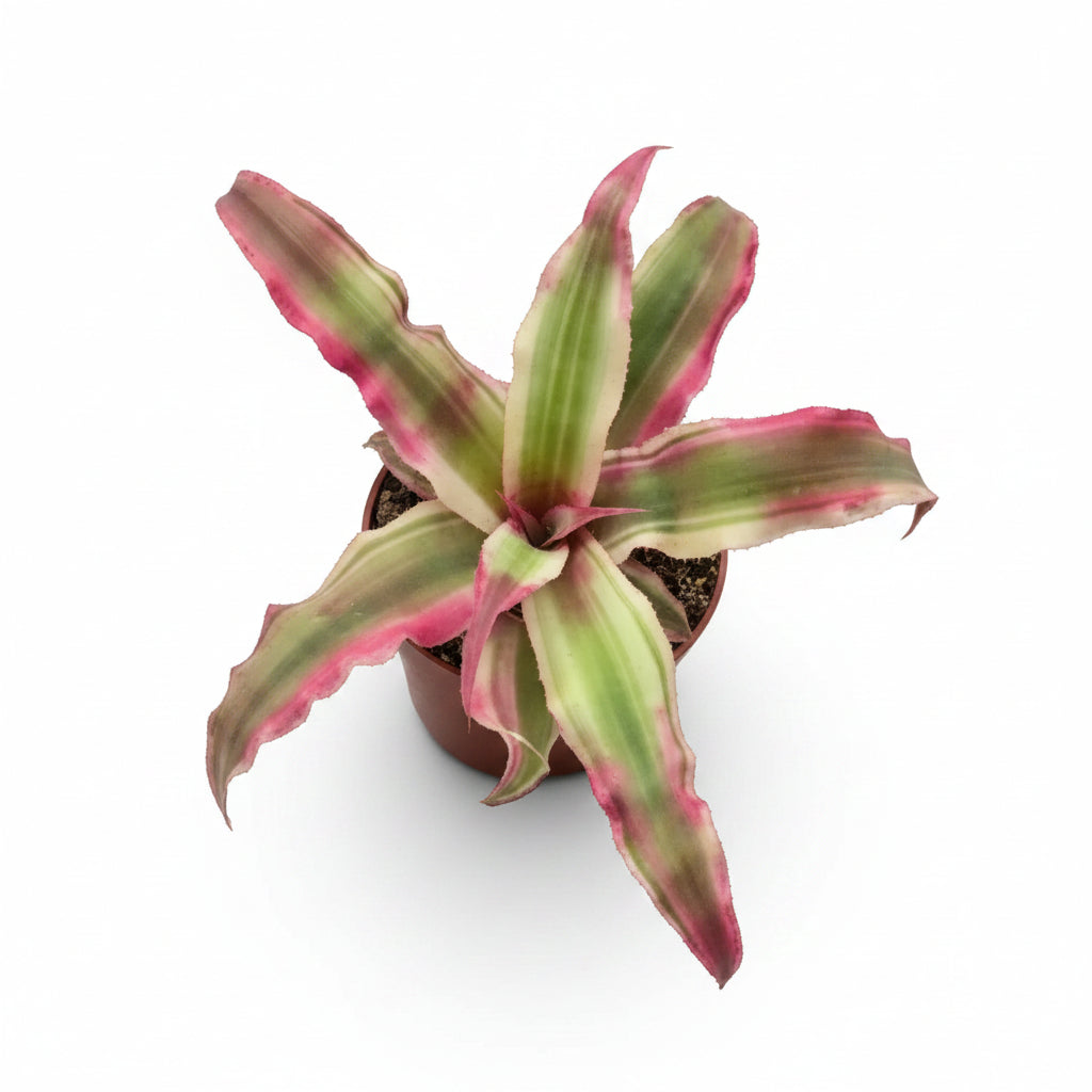 Cryptanthus Rosa Mini