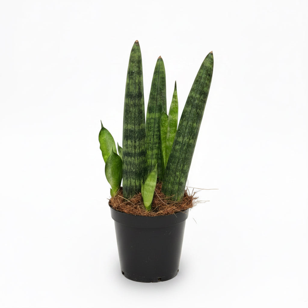 sansevieria mini cylindrica