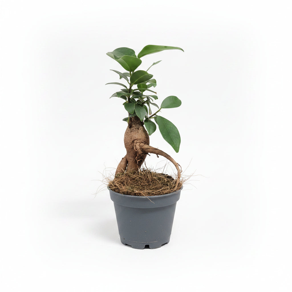 Ficus Ginseng Bonsái Mini
