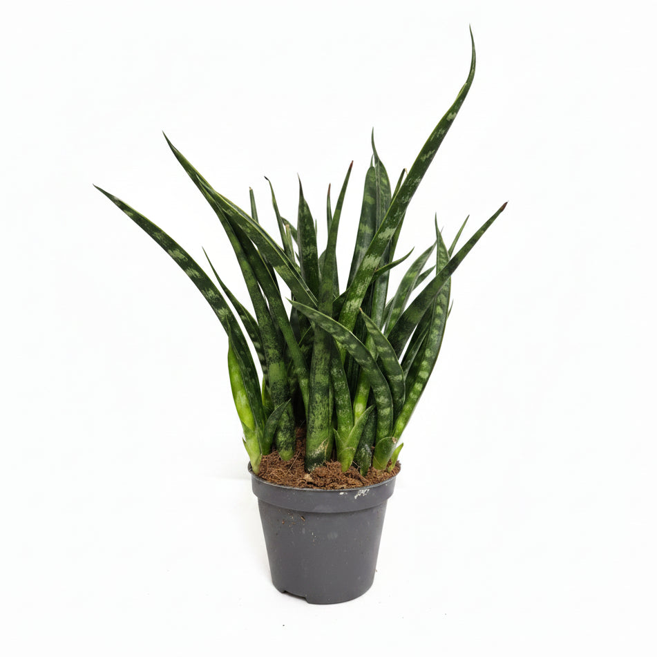 sansevieria mini fernwood punk