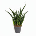 sansevieria mini fernwood punk