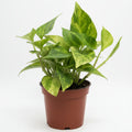 epipremnum aureum golden