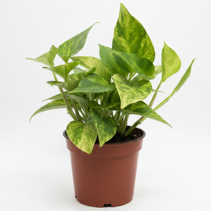 epipremnum aureum golden