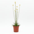 syngonanthus chrysanthus mikado