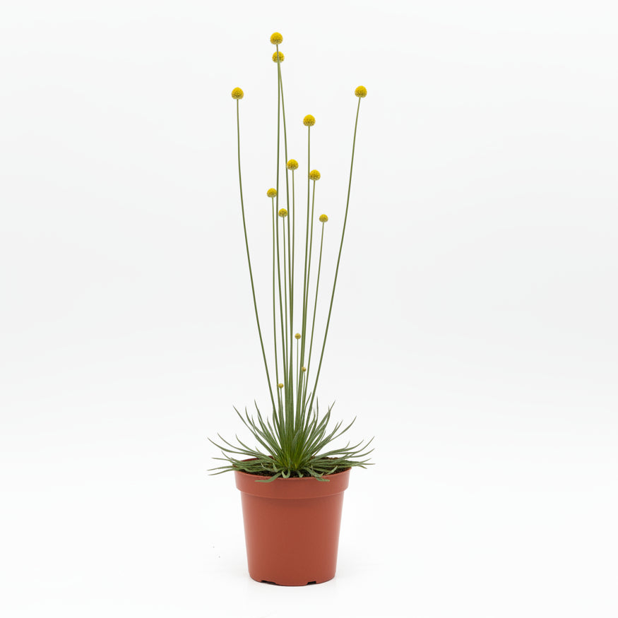 syngonanthus chrysanthus mikado