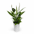 spathiphyllum-macetero-blanco