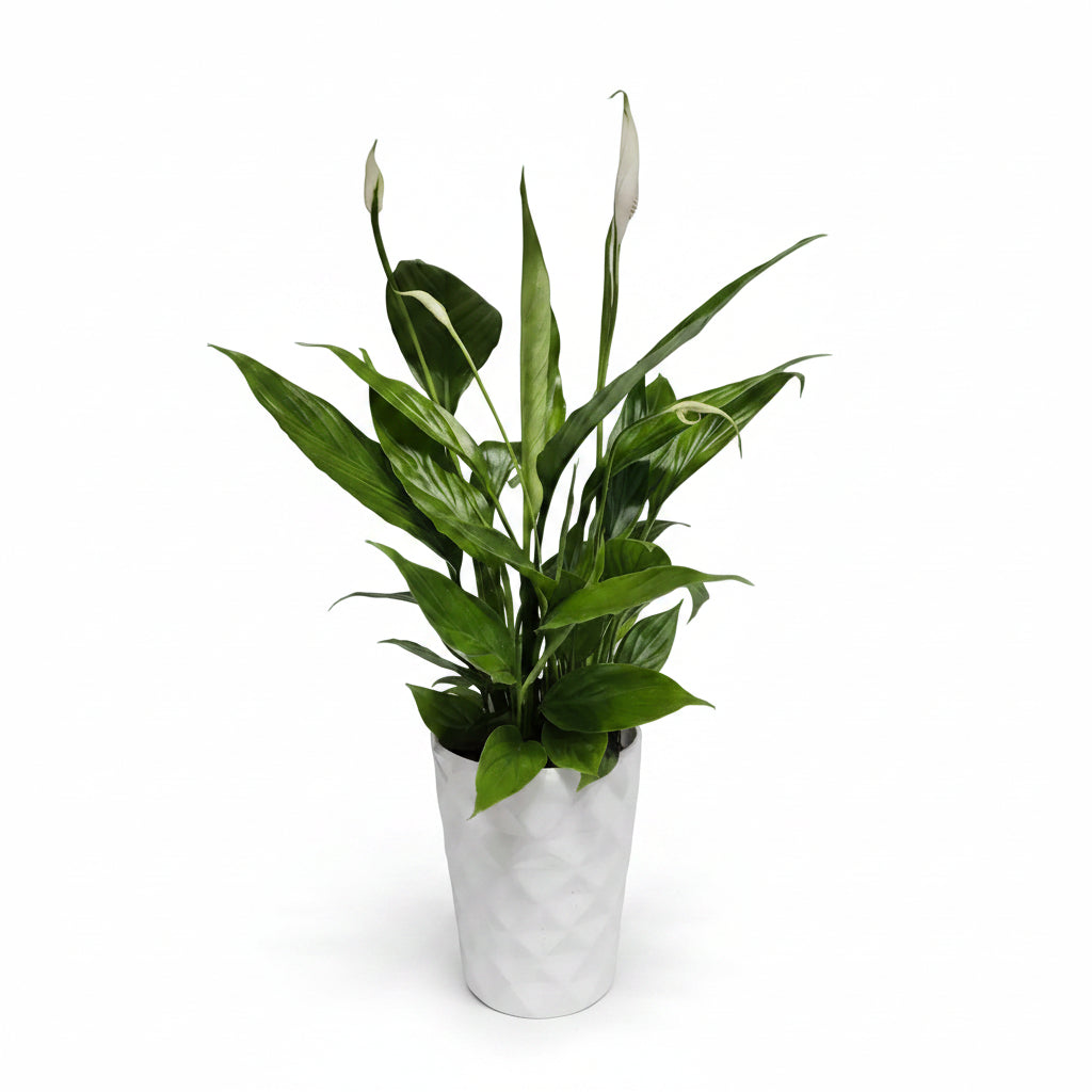spathiphyllum-macetero-blanco