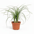 beaucarnea-recurvata