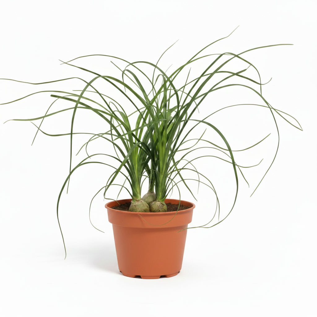 beaucarnea-recurvata