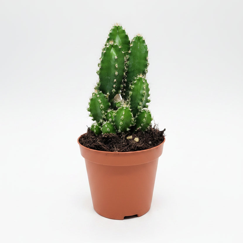 cereus peruvianus