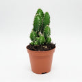 cereus peruvianus