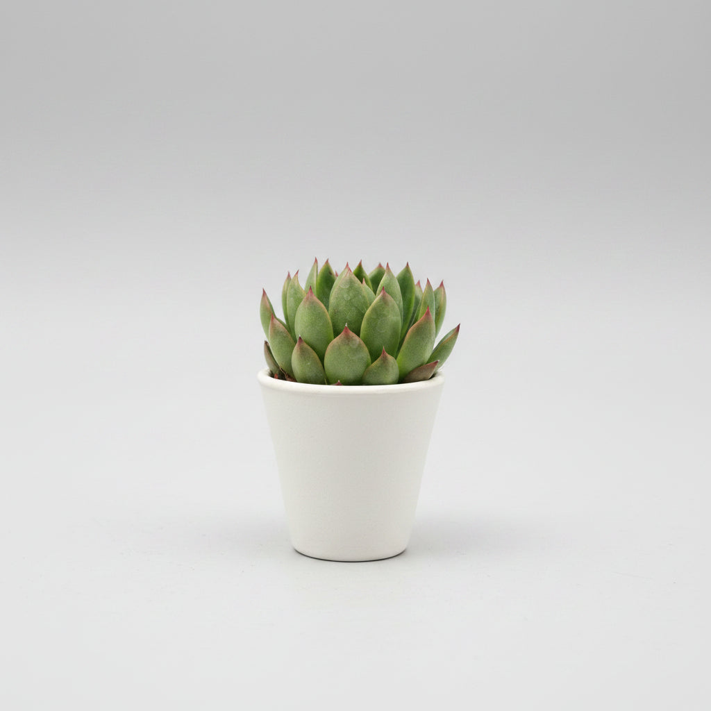 echeveria-puntas-rojas