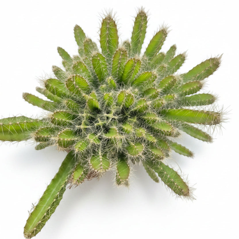 planta fruta del dragón