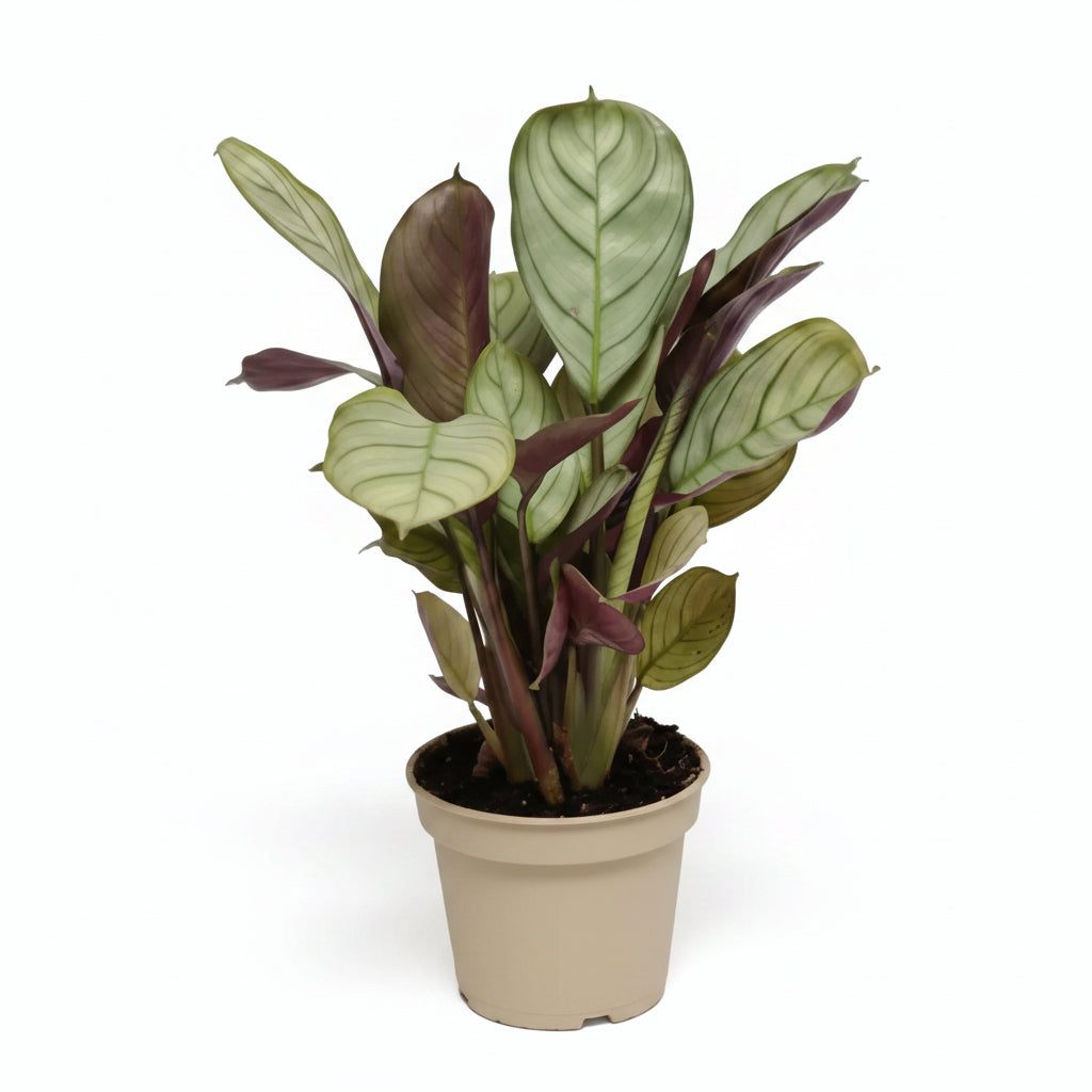 ctenanthe-amagris