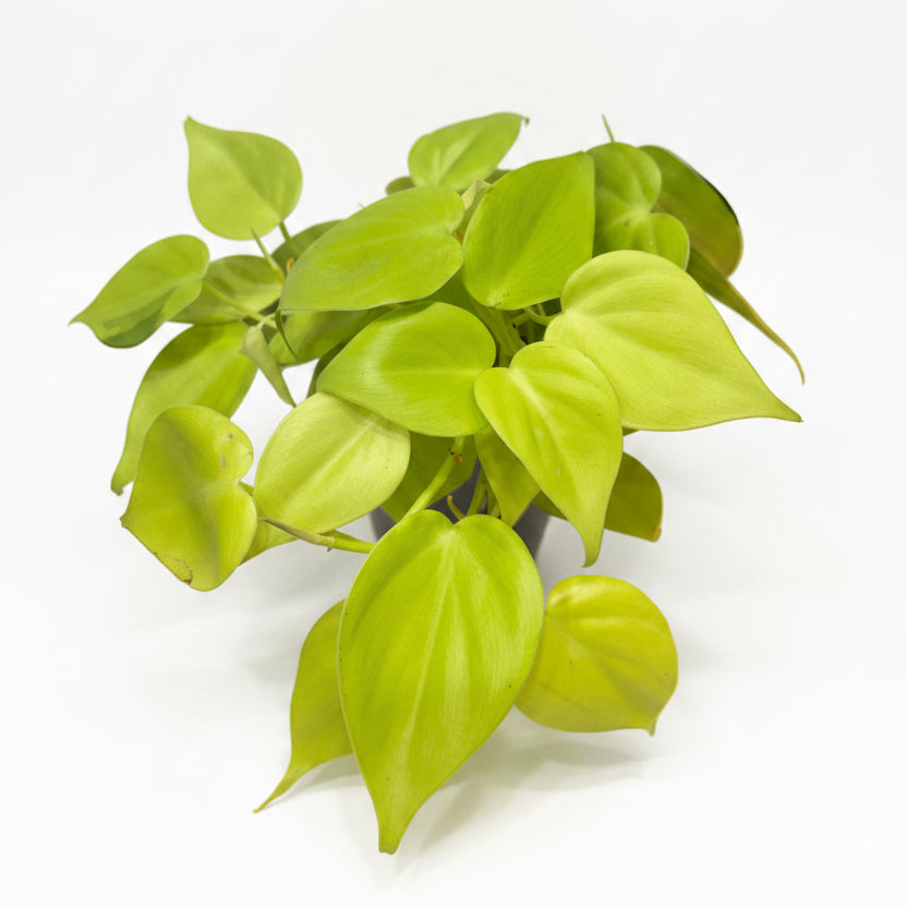 philodendron lemon lime