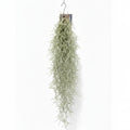 tillandsia-usneoides