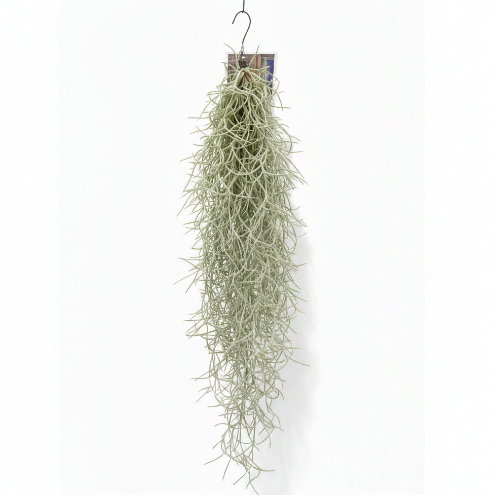 tillandsia-usneoides