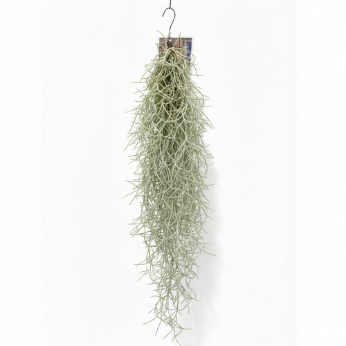 tillandsia-usneoides