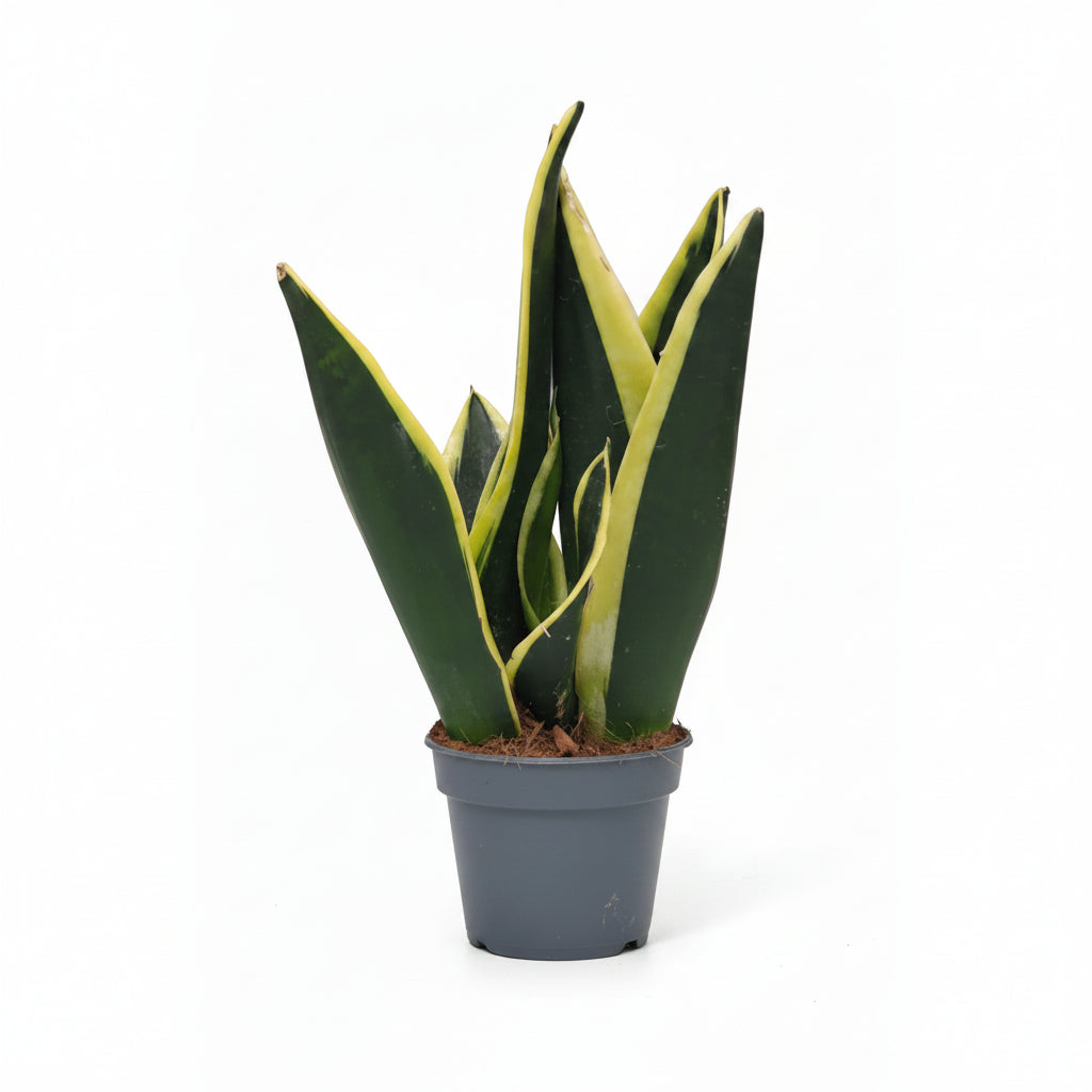 Sansevieria Trifasciata "Black Gold"