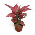 aglaonema-red-joy