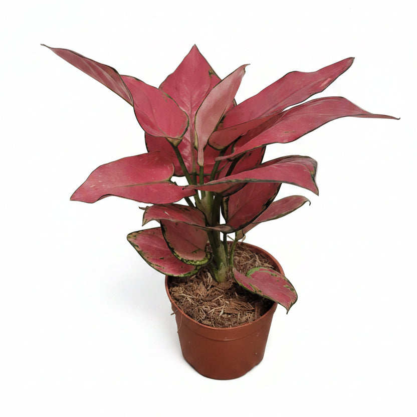 aglaonema-red-joy