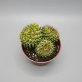 Cactus Mammillaria Marksiana decorativo