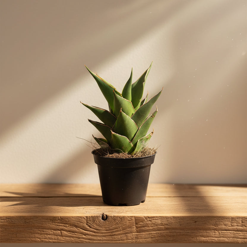 planta de interior sansevieria