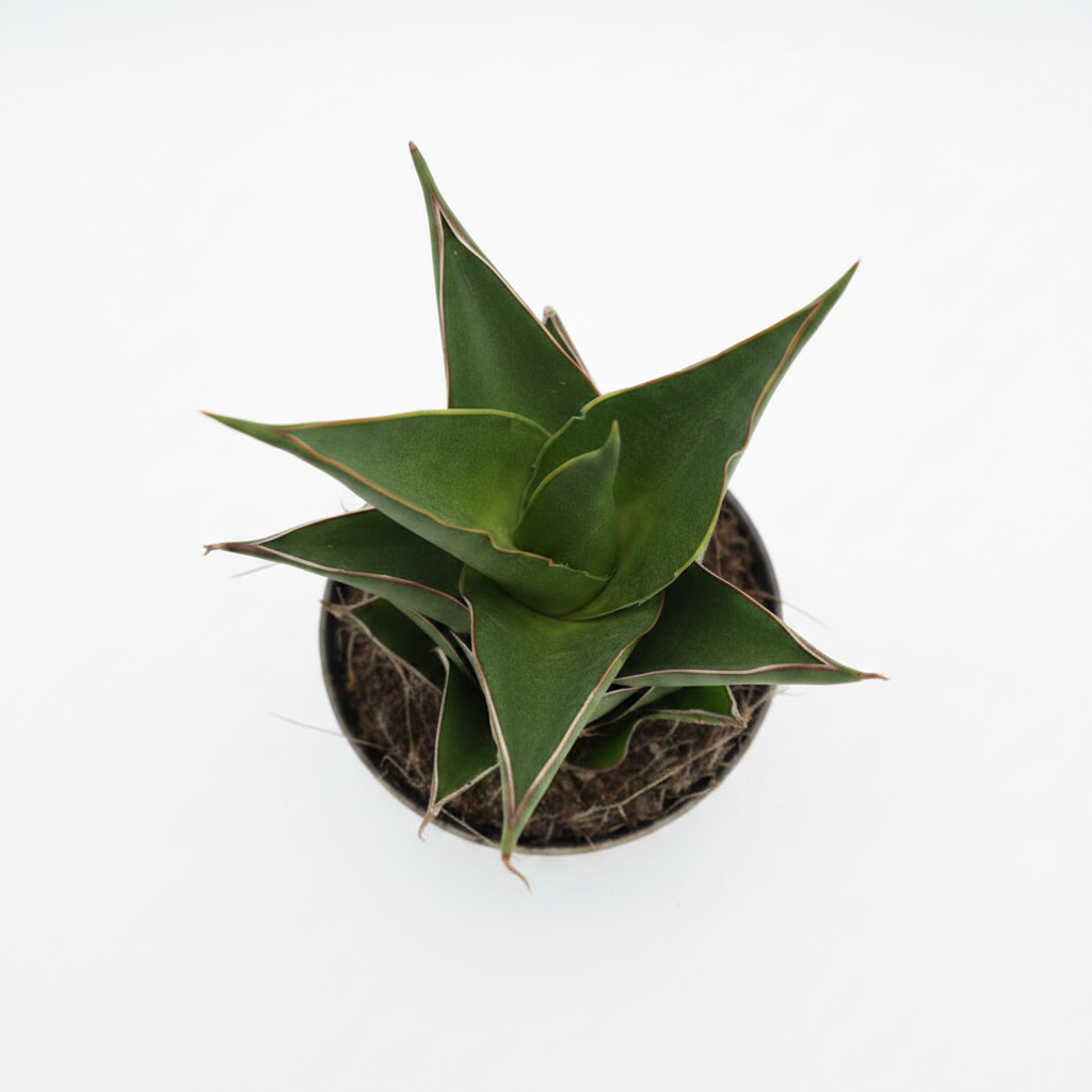 sansevieria temple crown planta