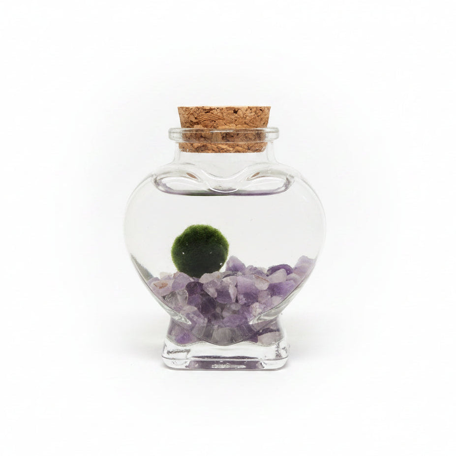 marimo botella cristal