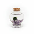 marimo botella cristal