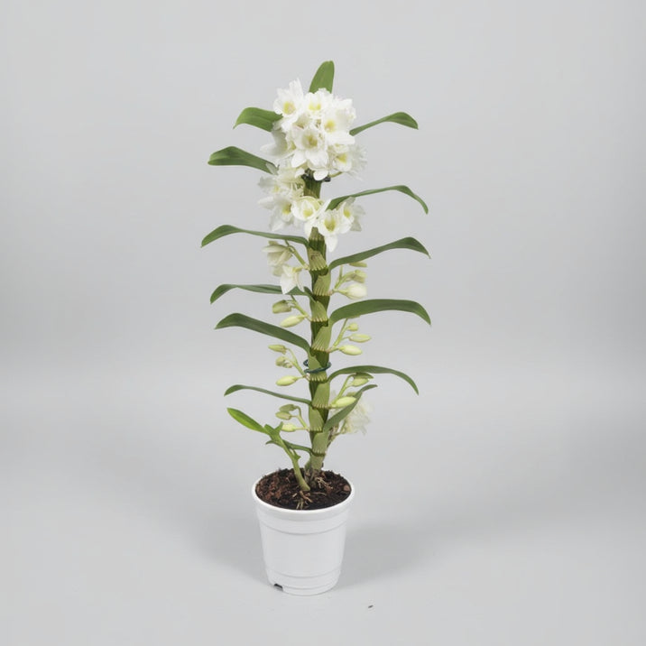 orquidea-dendrobium-blancas-flores