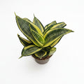 Sansevieria Mini Trifasciata "Golden Hahnii"
