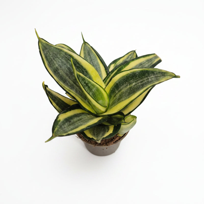 Sansevieria Mini Trifasciata "Golden Hahnii"