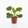 pilea peperomioides