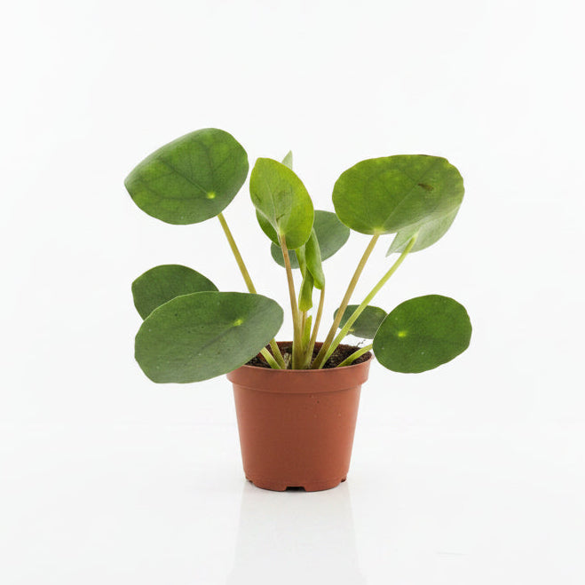 pilea peperomioides