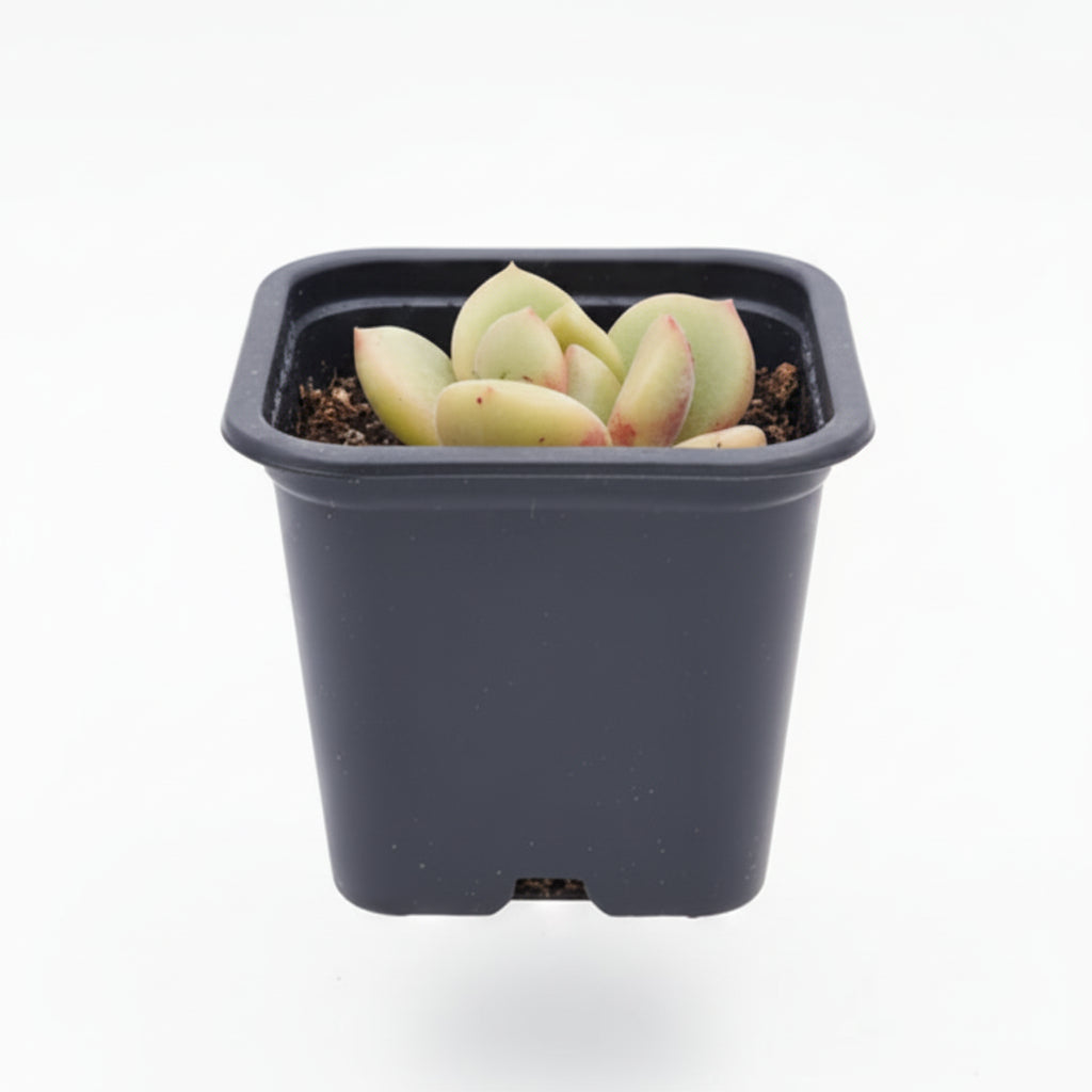 suculenta coreana
