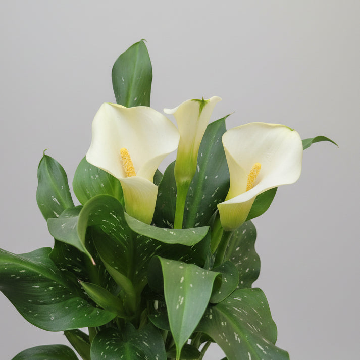 Zantedeschia Cala Flor Blanca