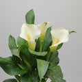 Zantedeschia Cala Flor Blanca