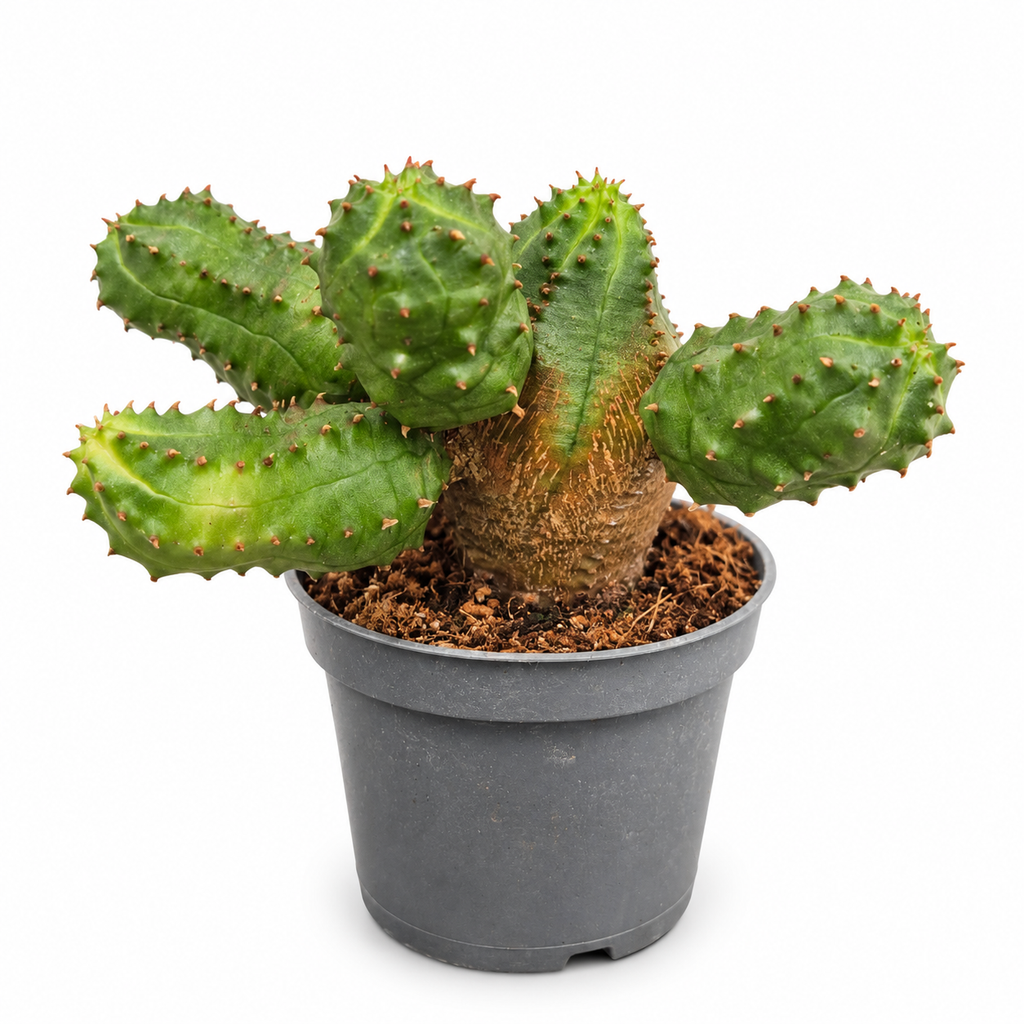 Cactus euphorbia globosa