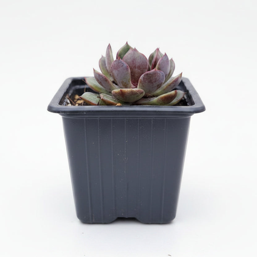 echeveria black monroe