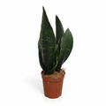 sansevieria trifasciata black coral