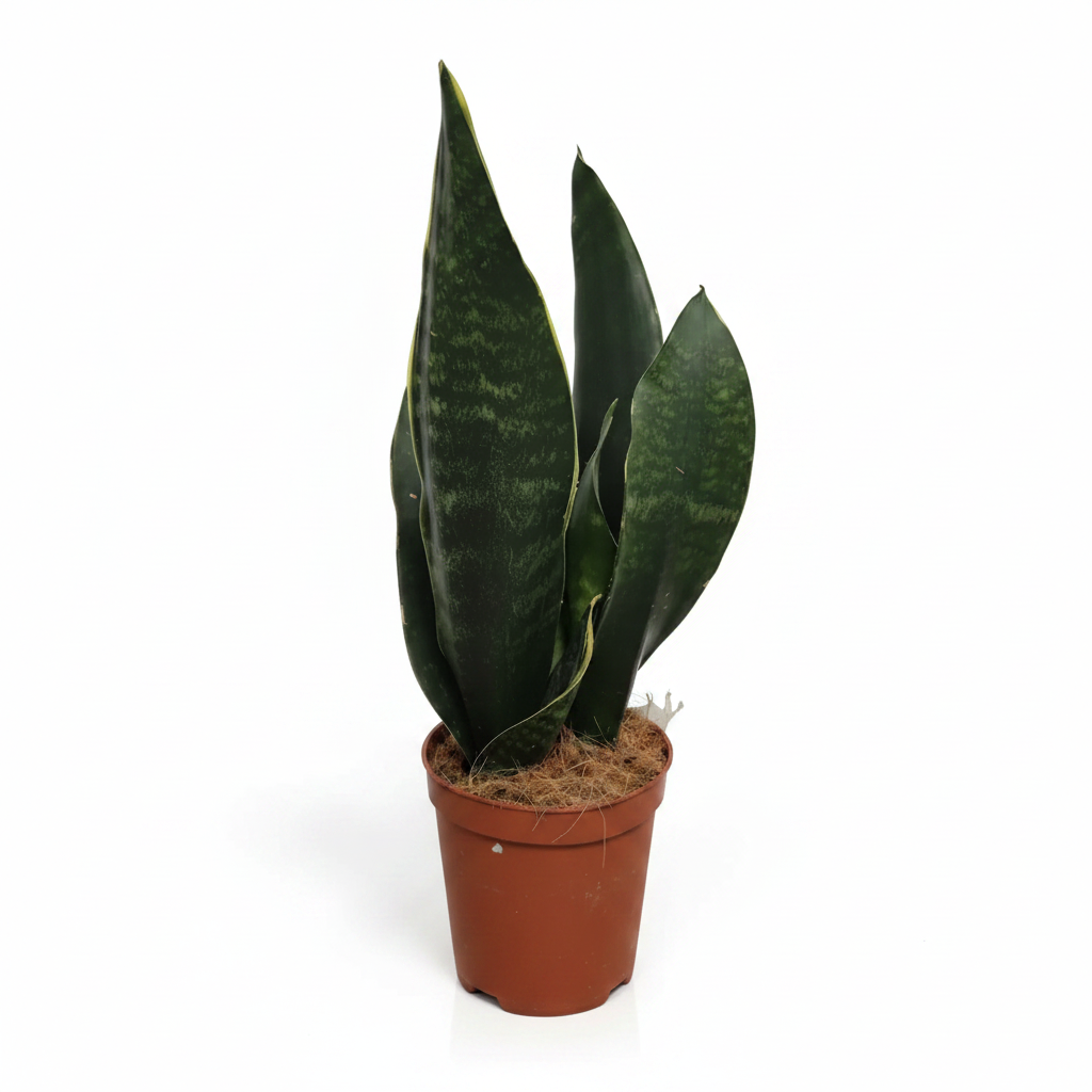 sansevieria trifasciata black coral