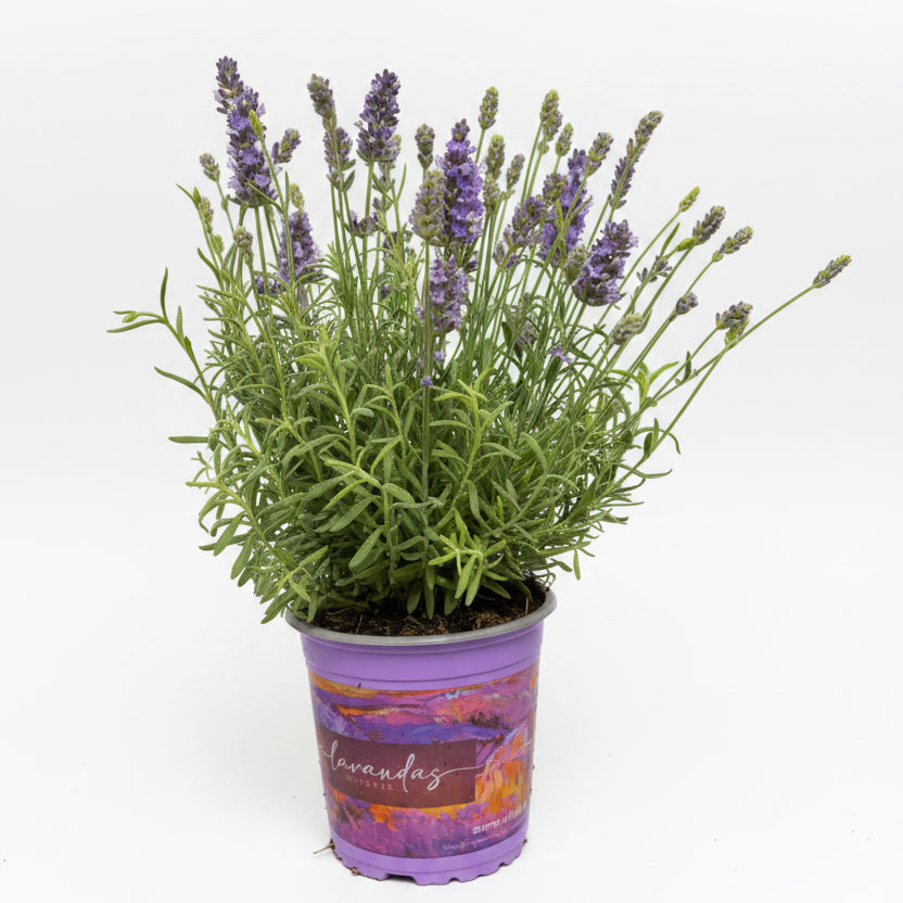 lavanda planta aromatica