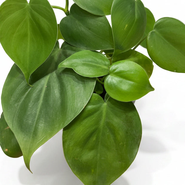 filodendro hederaceum