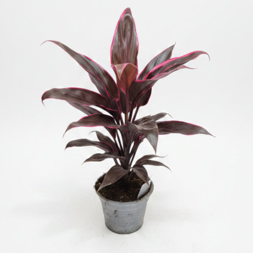 lanta tropical mambo