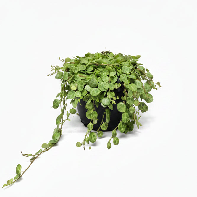 peperomia-prostrata