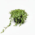 peperomia-prostrata