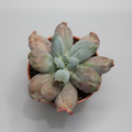 Echeveria Culibra Lingua suculenta decorativa