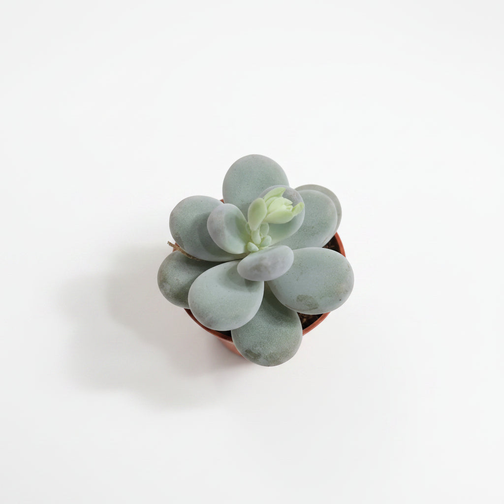 pachyphytum-oviferum